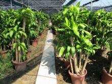 室內(nèi)園藝優(yōu)選 綠蘿、綠寶樹(shù)與金山棕的養(yǎng)護(hù)與裝飾藝術(shù)